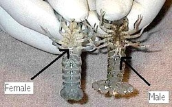 sex of the crawfish determining